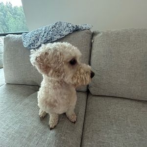 Meet your Posher, Benjamin